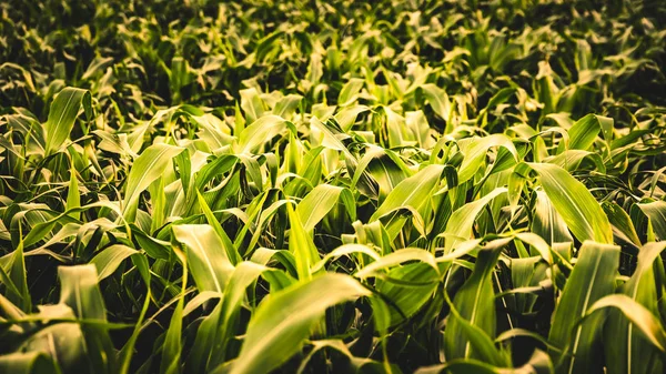Campo verde de cultivo de milho — Fotografia de Stock