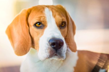 Büyük gözlü, burunlu ve uzun kulaklı güzel köpek portresi