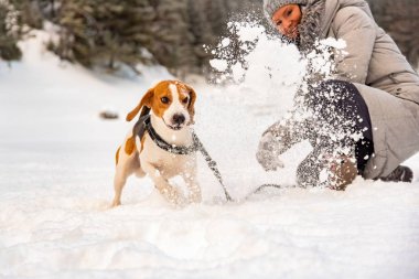 Beagle köpek sahibi ile karda ilk kez.