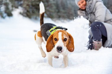 Beagle köpek sahibi ile karda ilk kez.