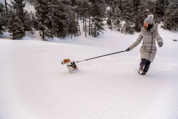 Beagle dog prima volta sulla neve con proprietario . — Foto Stock