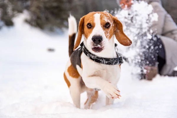 ビーグル犬は、所有者と雪の上に初めて. — ストック写真