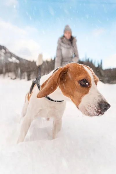 Beagle-Hund erstmals mit Herrchen auf Schnee. — Stockfoto
