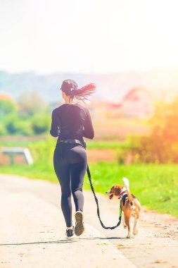 Beagle köpek kaçan kırsal güneşli bir gün