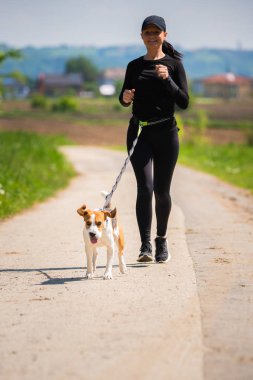 Beagle köpek doğru çalışan kırsal güneşli bir gün