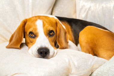 Köpek başını minderde yastığa yaslar.