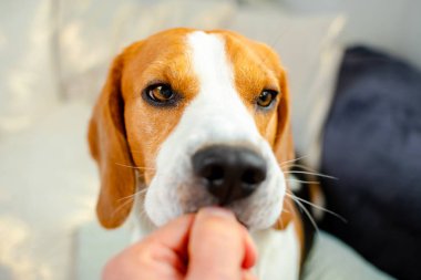 El bir tedavi ile beagle köpek Besleme