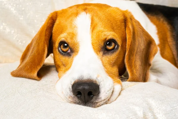 Pies spoczywa głowę na poduszce na SOF — Zdjęcie stockowe
