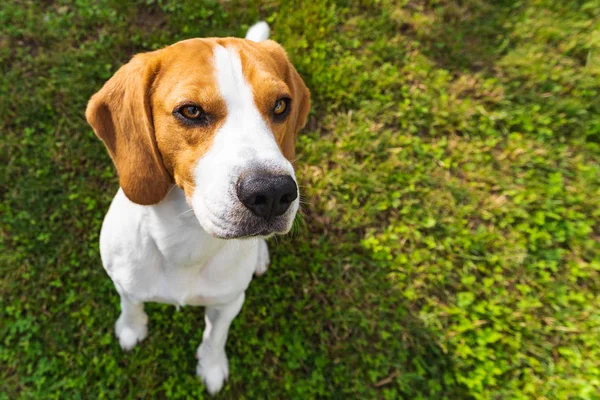 Cute pies Beagle w parku na zielonej trawie — Zdjęcie stockowe