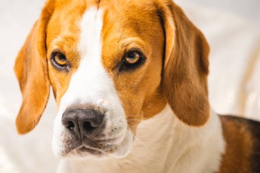 Sevimli beagle köpek gri arka plan karşı izole.