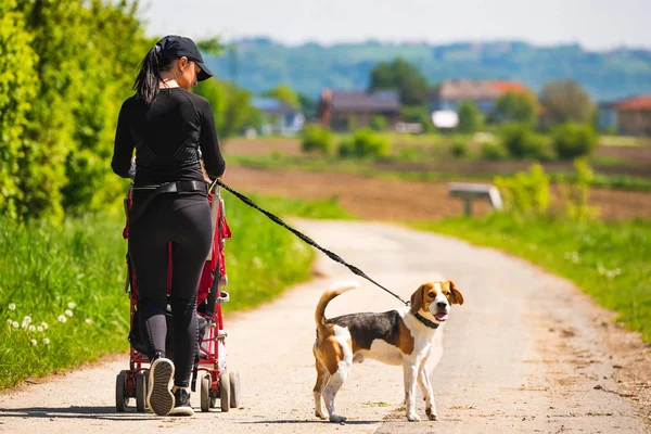 Sunny day in countryside. Mother with Child and Beagle dog walking away