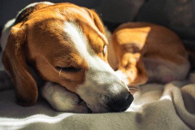 Küçük tazı Beagle köpek kanepede evde uyku