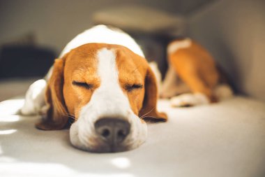 Küçük tazı Beagle köpek kanepede evde uyku