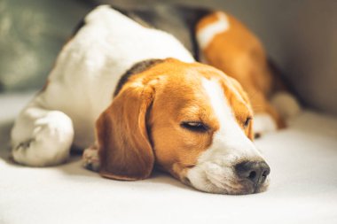 Küçük tazı Beagle köpek kanepede evde uyku