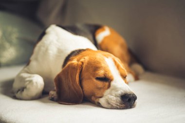 Küçük tazı Beagle köpek kanepede evde uyku