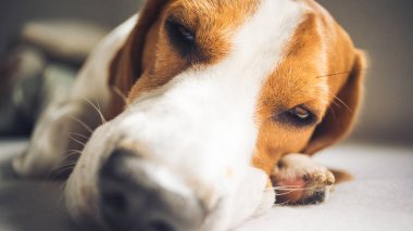 Küçük tazı Beagle köpek kanepede evde uyku