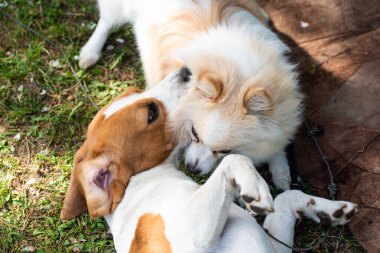 Yeşil çimenlerin üzerinde oynayan iki köpek