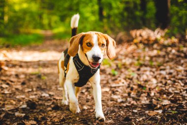 Beagle köpek açık havada oynuyor