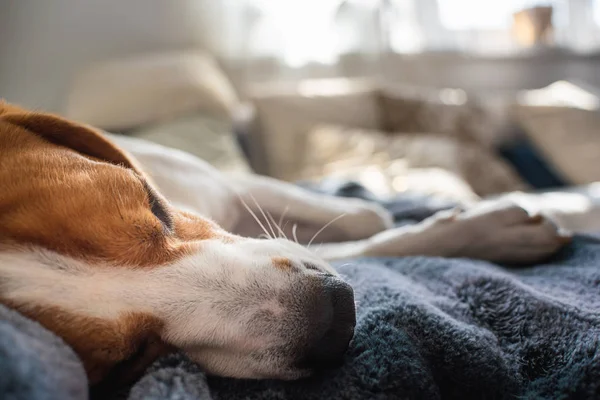 Kleiner Beagle-Hund schläft zu Hause auf der Couch — Stockfoto