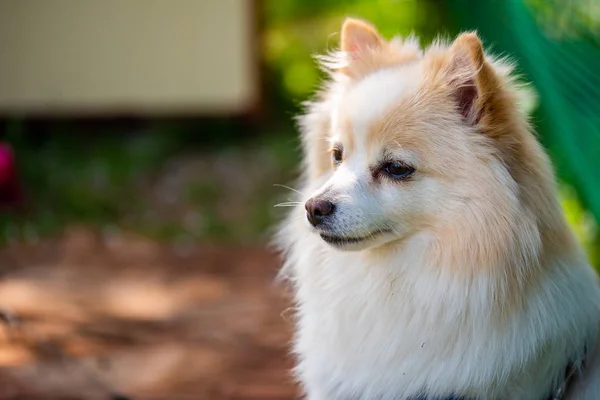 Tyska Spitz hund utomhus porträtt — Stockfoto