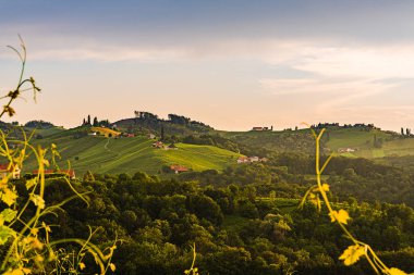 Avusturya güney Styria, şarap ülkesi üzüm bağları,