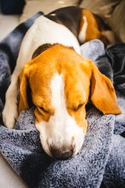 Beagle köpek bir kanepede battaniye üzerinde döşeme.