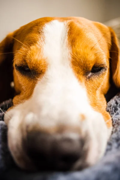 ソファの上に毛布の上に置くビーグル犬. — ストック写真
