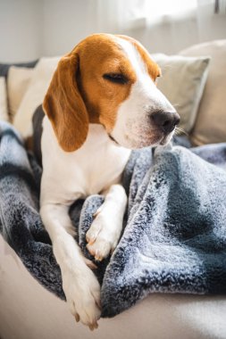 Beagle köpek bir kanepede battaniye üzerinde döşeme.