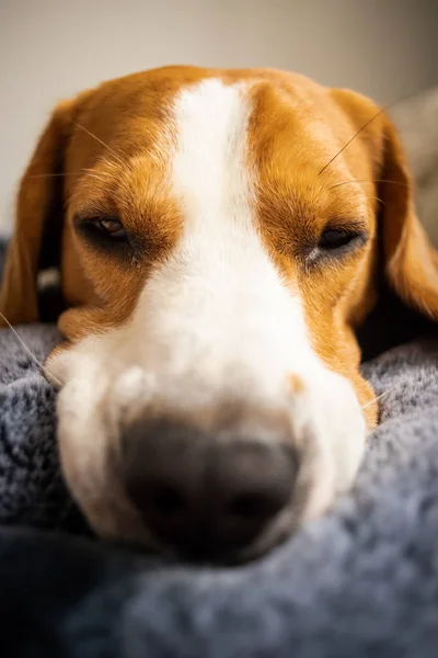 Beagle dog Laying on blanket on a couch.