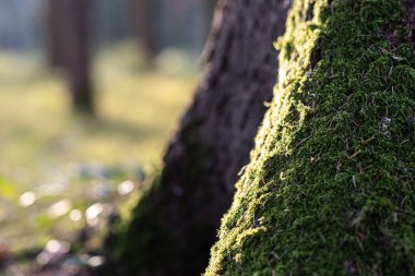 ormandaki bir ağaç üzerinde yosun.
