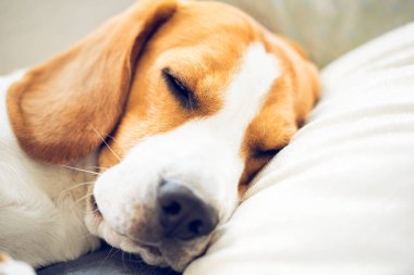 Beagle köpek bir kanepeüzerinde bir yastık üzerinde uyku