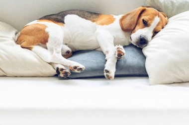 Beagle köpek bir kanepeüzerinde bir yastık üzerinde uyku