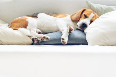 Beagle köpek bir kanepeüzerinde bir yastık üzerinde uyku