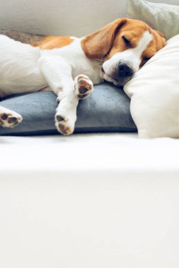 Beagle köpek bir kanepeüzerinde bir yastık üzerinde uyku