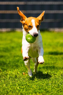 Beagle köpek kamera doğru, bahçede bir oyuncak ile çalışan