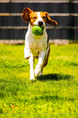 Beagle köpek kamera doğru, bahçede bir oyuncak ile çalışan
