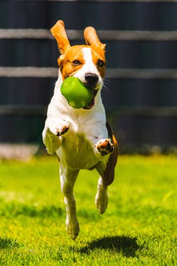 Beagle köpek kamera doğru, bahçede bir oyuncak ile çalışan