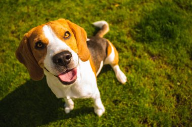 Yeşil çim parkta Akıllı sevimli beagle köpek.
