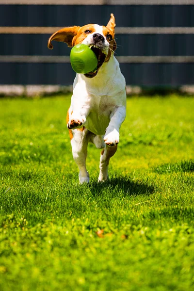 Pies Beagle działa z zabawką w ogrodzie, w kierunku kamery — Zdjęcie stockowe