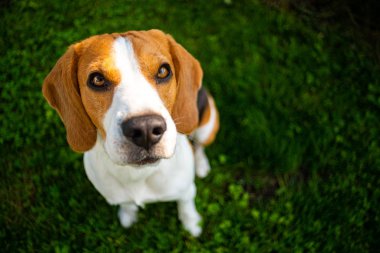 Yeşil çim parkta Akıllı sevimli beagle köpek.