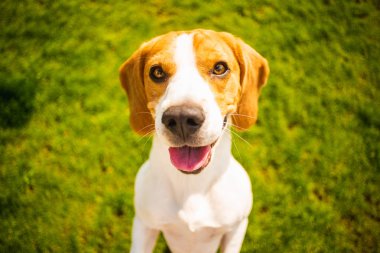 Dışarıda çimenlerin üzerinde oturan köpek