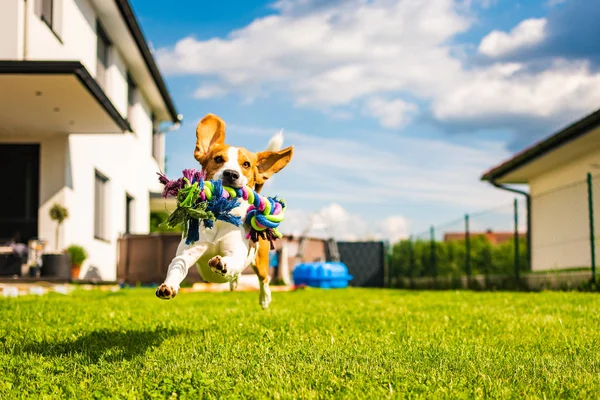 Cão beagle correndo com um brinquedo no jardim, em direção à câmera — Fotografia de Stock