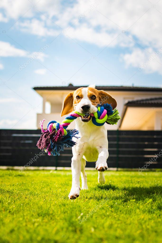 Beagle dog running with a toy in garden, towards the camera