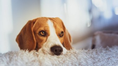 Bir kanepede Beagle köpek portresi