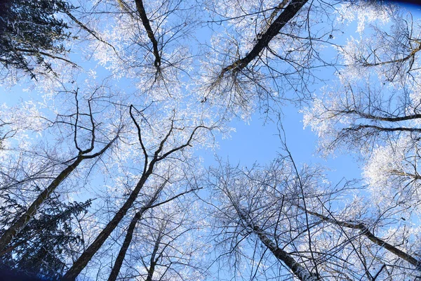 Parte superior de los árboles cubiertos de nieve — Foto de Stock