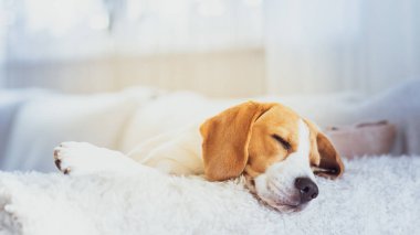 Beagle köpek portre bir kanepede yalan