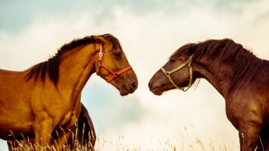 İki at birlikte oynuyor