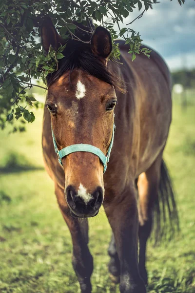 ツリーの下の馬 — ストック写真