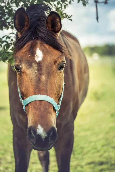 Closeup Cavalo — Fotografia de Stock