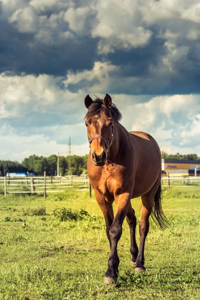 Cheval de marche — Photo